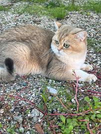 Gatto British Shorthair per monta