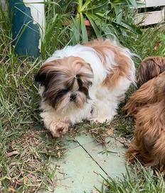 Shihtzu