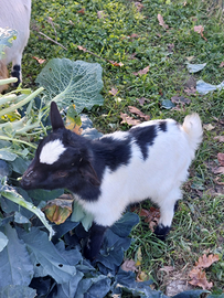 Capretti tibetani nani