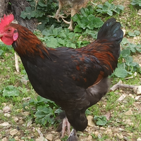 Gallo Marans e Tacchino