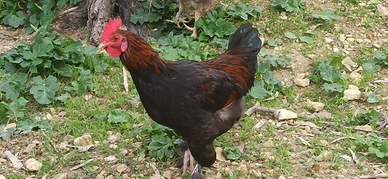 Gallo Marans e Tacchino