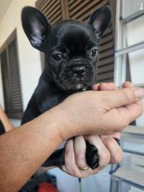 Buldog francese