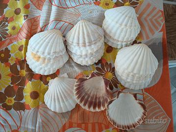 conchiglie per aperitivo