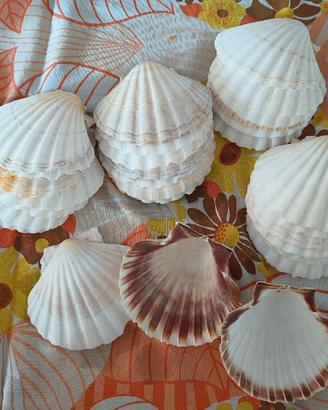 conchiglie per aperitivo