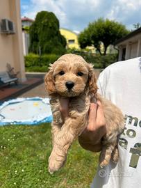 Maltipoo toy e nani