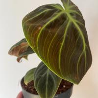 Philodendron Choco Red