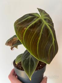 Philodendron Choco Red