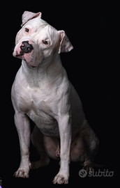 Amstaff maschio per accoppiamento