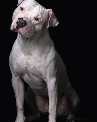 Amstaff maschio per accoppiamento