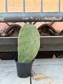 CACTUS A PALA DI FICO D’INDIA