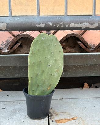 CACTUS A PALA DI FICO D’INDIA