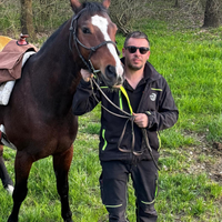 Cavallo quarter horse in mezza fida