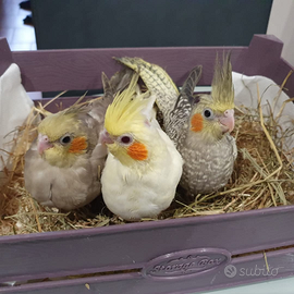 Calopsite inseparabili e cocorite