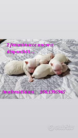 Maltese cuccioli
