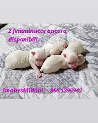 Maltese cuccioli