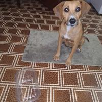 Cagnolina Samrrita a Catania/Via Tirreno/Gravina