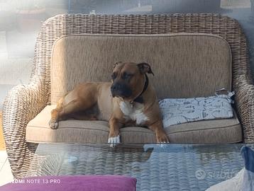 Cuccioli hamstaff