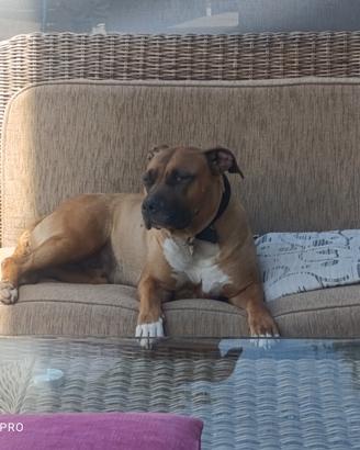 Cuccioli hamstaff