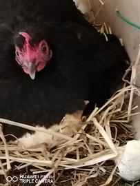 Galline