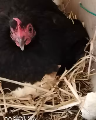 Galline