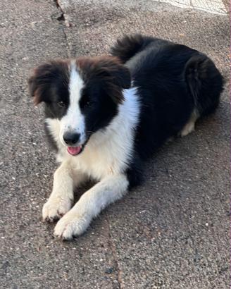 Border collie