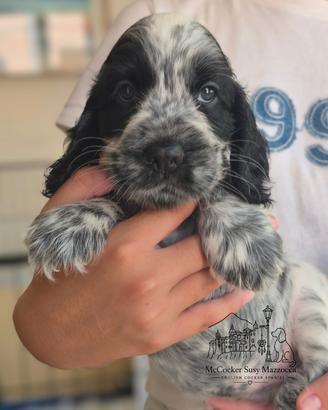 Cocker Inglese cuccioli pedigree ENCI 