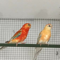 Parrocchetti dal groppone orange