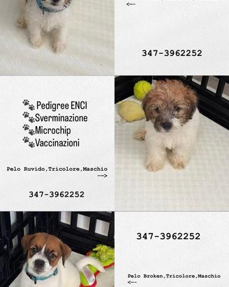 Cuccioli jack Russell terrier