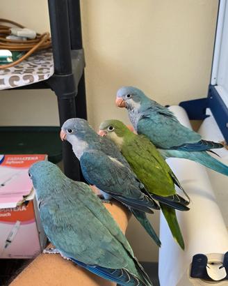 Parrocchetti monaci allevati a mano addomesticati