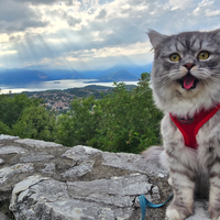 Gatto simil persiano normotipo per monta