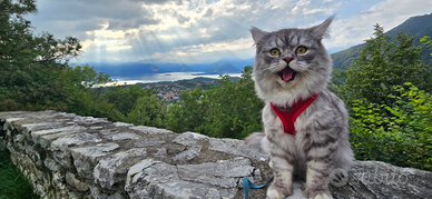 Gatto simil persiano normotipo per monta