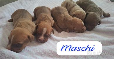 Cuccioli Pitbull ukc