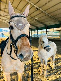 Splendida cavalla e puledro palomini