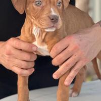 Ultime 2 femminuccie pitbull redboy-garner-larsan