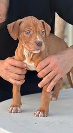 Ultime 2 femminuccie pitbull redboy-garner-larsan