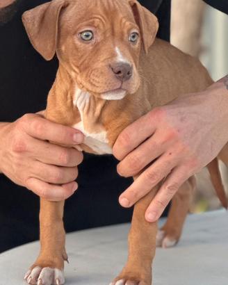 Ultime 2 femminuccie pitbull redboy-garner-larsan