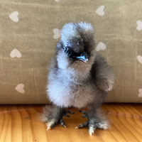 Pulcini e pulcinotti di moroseta blu