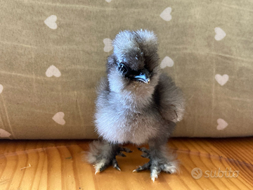 Pulcini e pulcinotti di moroseta blu