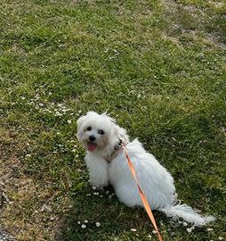 Cucciolo di Maltese