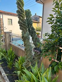 Cactus Doppio a Ventaglio