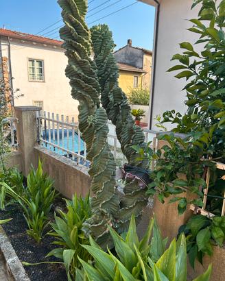 Cactus Doppio a Ventaglio