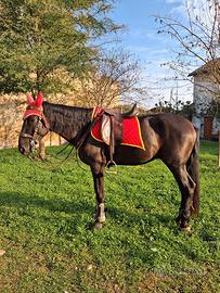 Cavallo Spagnolo 5 anni 