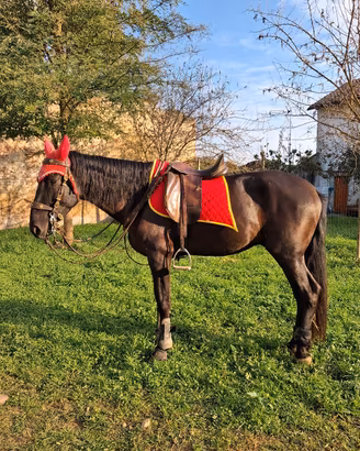 Cavallo Spagnolo 5 anni 