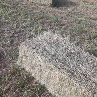 Medica selezionata - ballette - presse di fieno