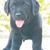 Labrador Retriever femmina nera