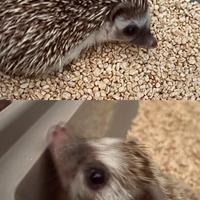 Riccio africano con gabbia e accessori