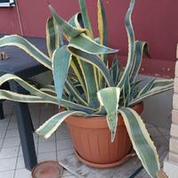 AGAVE CALIFORNIANA