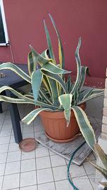AGAVE CALIFORNIANA