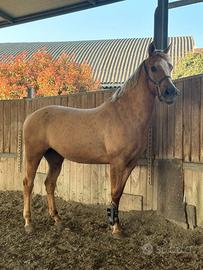 Cavalla per salto ostacoli