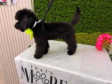 Vendita barboncino toy